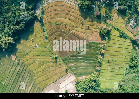 Aerial view of harvested rice terraces in rural Asia during late afternoon. Philippines, Palawan Stock Photo