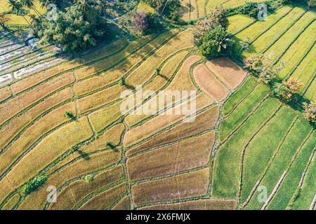 Aerial view of harvested rice terraces in rural Asia during late afternoon. Philippines, Palawan Stock Photo