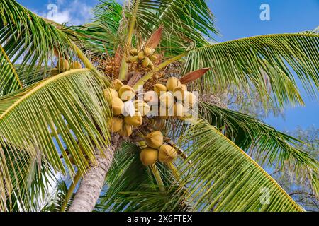 coconuts on palm tree against a blue sky background Stock Photo