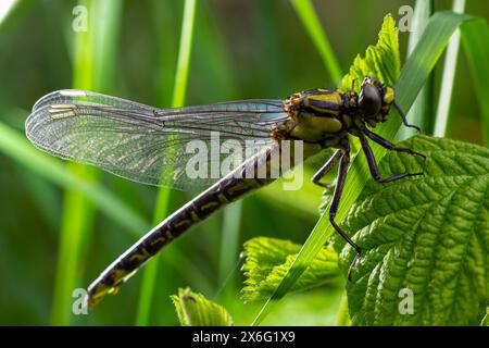 Larval dragonfly grey shell. Nymphal exuvia of Gomphus vulgatissimus. White filaments hanging out of exuvia are linings of tracheae. Exuviae, dried ou Stock Photo