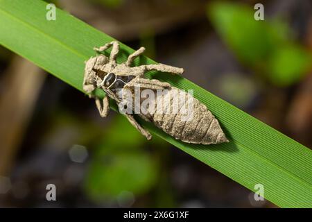 Larval dragonfly grey shell. Nymphal exuvia of Gomphus vulgatissimus. White filaments hanging out of exuvia are linings of tracheae. Exuviae, dried ou Stock Photo