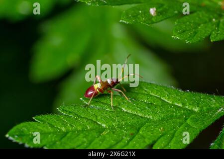 Selective focus closeup on a Red spotted Mirid plant bug, Deraeocoris ruber, sitting on a leaf in the gardenagainst a green background. Stock Photo