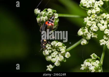 A macro shot of a malachite beetle Malachius bipustulatus seen on a grass flower head in May. Stock Photo