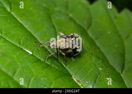 Macro of a Snout Beetle resting on a leaf. Stock Photo