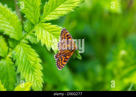 The heath fritillary butterfly Melitaea athalia. Beautiful fritillary butterfly on meadow. Stock Photo