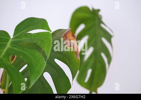 Stuttgart, Germany. 15th May, 2024. A monstera stands on a windowsill. Credit: Marijan Murat/dpa/Alamy Live News Stock Photo