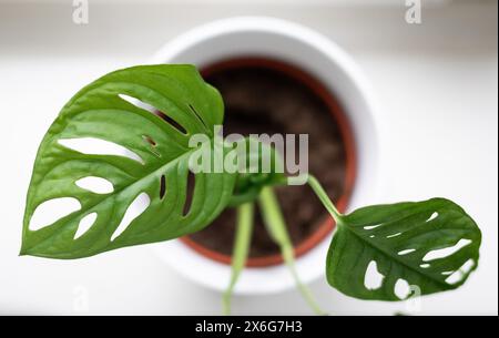 Stuttgart, Germany. 15th May, 2024. A monstera stands on a windowsill. Credit: Marijan Murat/dpa/Alamy Live News Stock Photo