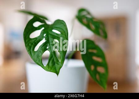 Stuttgart, Germany. 15th May, 2024. A monstera stands on a windowsill. Credit: Marijan Murat/dpa/Alamy Live News Stock Photo