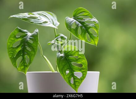 Stuttgart, Germany. 15th May, 2024. A monstera stands on a windowsill. Credit: Marijan Murat/dpa/Alamy Live News Stock Photo