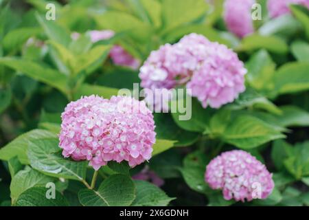Blooming cultivar bigleaf hydrangea (Hydrangea macrophylla 'Endless Summer') in the summer garden Stock Photo