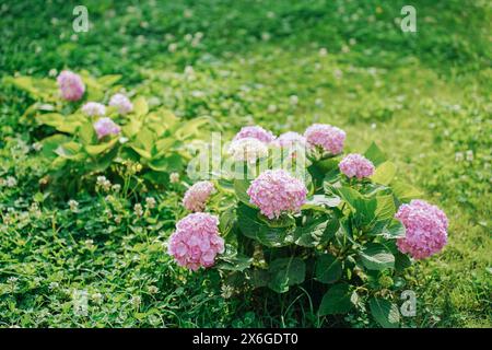Blooming cultivar bigleaf hydrangea (Hydrangea macrophylla 'Endless Summer') in the summer garden Stock Photo