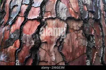 Tree bark texture with deep cracks and peeling layers revealing rich red and brown tones, showcasing natural beauty and detailed patterns.  Stock Photo