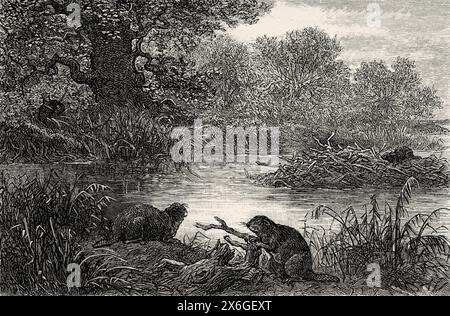 European beaver from the Rhine River, Alsace, France. Drawing by  Frédéric Théodore LIX (1830 - 1897) Through Alsace and Lorraine, 1884 By Charles Grad (1842 - 1890) Le Tour du Monde 1886 Stock Photo