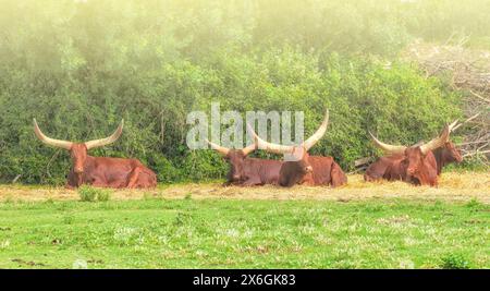 The herd of Buffalo resting near the trees on soft sunlight Stock Photo