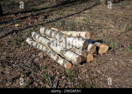 cut birch tree logs in the forest Stock Photo
