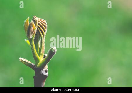 Young walnuts on the tree at sunset. Tree of walnuts. Green leaves background. Stock Photo