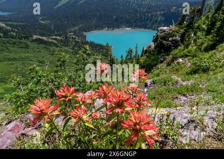 Red Paintbrush wildflower growing on a slope above an alpine lake and mountains in the background, Grinnell Lake, Glacier National Park, Montana Stock Photo