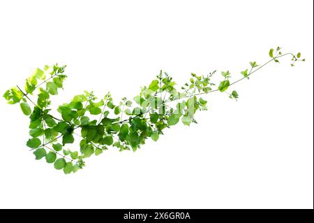 leaf vine isolates on a white background Stock Photo