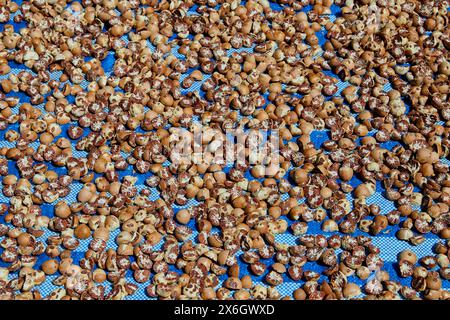 Full frame shot of ripe betel nut or Areca nut sliced in the sun drying Stock Photo