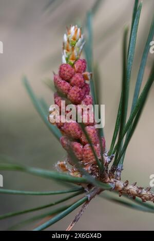 Pine tree branch with young cones and green leaves, close up Stock Photo