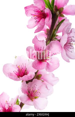 Peach flowers isolated on white background. Nectarine branch with pink flowers Stock Photo