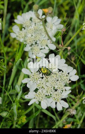 European chafer beetle (Amphimallon majale), Perast, Montenegro Stock Photo