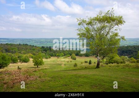 Black Down in the Mendip Hills National Landscape, Somerset, England. Stock Photo