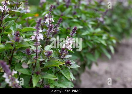 Green basil plants in blossom. Basil blooms in the garden. Growing fresh spices. Aromatic herbs. Ocimum basilicum Magic Blue. Stock Photo