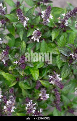 Green basil plants in blossom. Basil blooms in the garden. Growing fresh spices. Aromatic herbs. Ocimum basilicum Magic Blue. Stock Photo