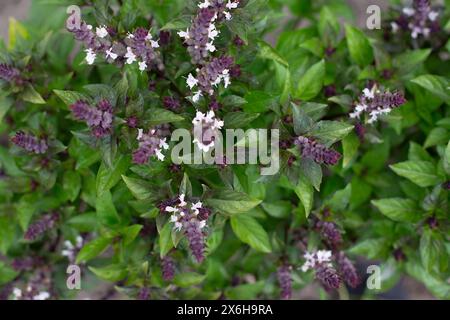 Green basil plants in blossom. Basil blooms in the garden. Growing fresh spices. Aromatic herbs. Ocimum basilicum Magic Blue. Stock Photo