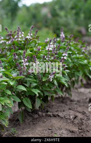 Green basil plants in blossom. Basil blooms in the garden. Growing fresh spices. Aromatic herbs. Ocimum basilicum Magic Blue. Stock Photo