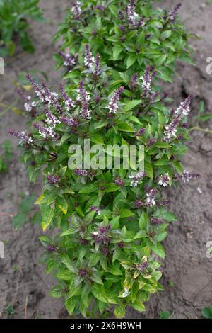 Green basil plants in blossom. Basil blooms in the garden. Growing fresh spices. Aromatic herbs. Ocimum basilicum Magic Blue. Stock Photo