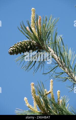 Pinus flexilis Cone Female Cones, Limber Pine, Limbertwig, Rocky Mountain White Pine branch Stock Photo