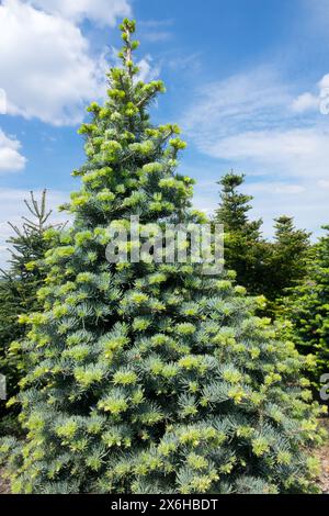 Abies concolor 'Clarence' Tree Colorado Fir, White Fir Stock Photo