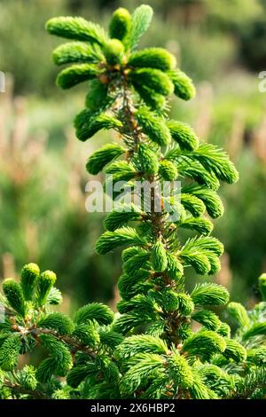 Picea mariana 'Ericoides' Tree, Black Spruce, Bog Spruce, Swamp Spruce, Conifer, Foliage, Pinaceae, Needles Stock Photo