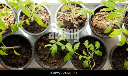 tomato seedlings growing in planting pots on window sill at home. top view Stock Photo