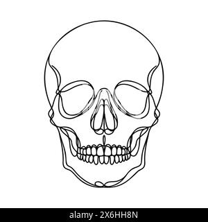 Human scull. One line continuous Halloween skull isolated on white ...