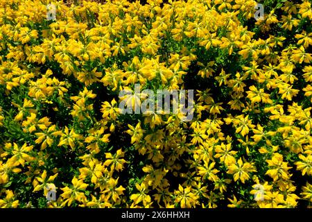 Spanish Broom Spanish Furze Gorse, Genista hispanica, Flower Flowers Yellow Blooming Blooms Flowering In Bloom, Densely, Garden, Shrub Hardy, Stock Photo