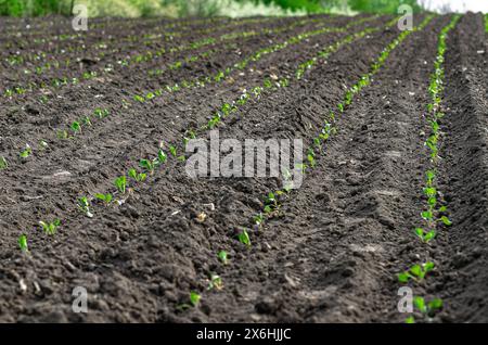 Field rows of planted cabbage seedlings. Green seedlings of cabbage on field. Close up view Stock Photo