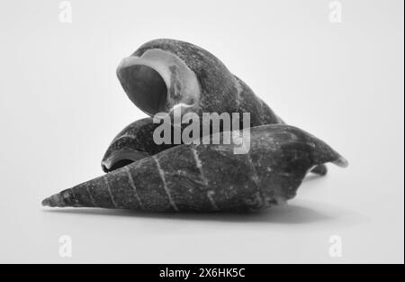 Three Snail Shell Three Snail Shells Piled Together in Soft Light Stock Photo - Alamy