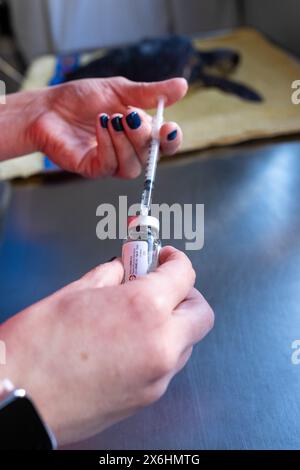 Im Injection Turtle Preparing an injection for the care of an injured turtle at the ...