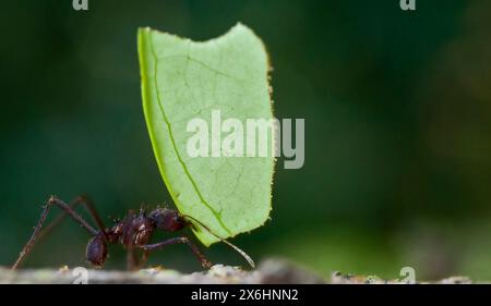 Leafcutter ant (Atta sp.) from the rainforest of LaSelva, Ecuador. Stock Photo