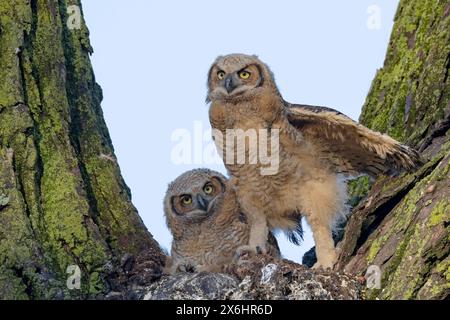 Great Horned Owl (Bubo virginianus), 8 week old owlets that haven't fledged Stock Photo