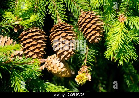 Picea abies 'Pusch' Dwarf, Tiny, Tree Low, Norway Spruce Cones Female Stock Photo