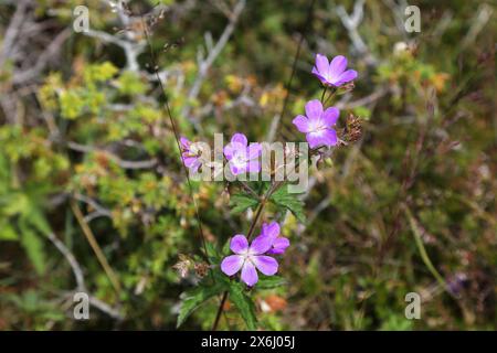 Norway nature. Wood cranesbill flowers (Geranium sylvaticum in Latin). Also known as woodland geranium. Stock Photo