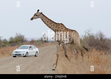 South African giraffe (Giraffa camelopardalis giraffa), adult female crossing a dirt road, in front of a car with two passengers, Kruger National Park Stock Photo