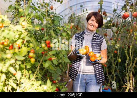 Older woman happily harvesting tomatoes in greenhouse Stock Photo - Alamy