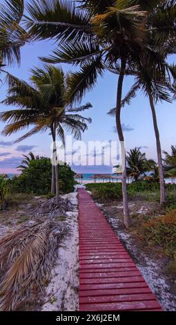 Entrance to the beach to the ocean along a wooden boardwalk surrounded by palm trees at sunset in the evening. Tropical seascape photography in Stock Photo