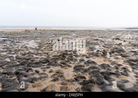 Prehistoric North Sea European petrified forest of Doggerland, at Redcar, North Yorkshire, UK, submerged due to Mesolithic era climate change Stock Photo