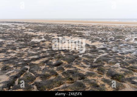 Prehistoric North Sea European petrified forest of Doggerland, at Redcar, North Yorkshire, UK, submerged due to Mesolithic era climate change Stock Photo